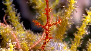 tuberias