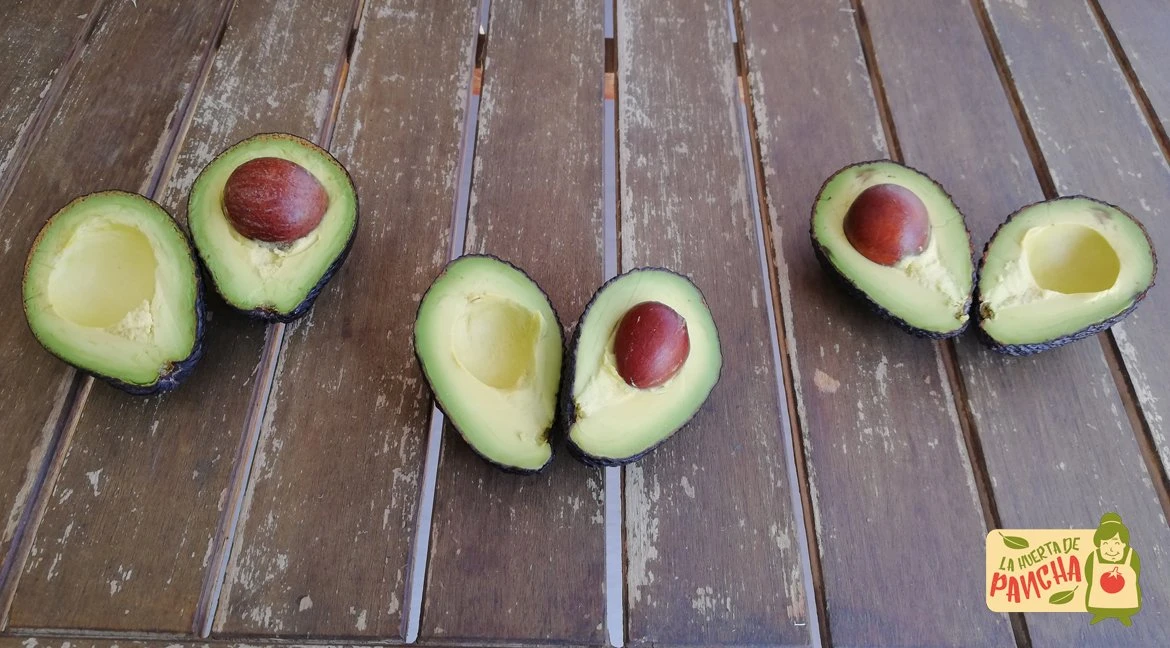 Conociendo la huerta de Pancha